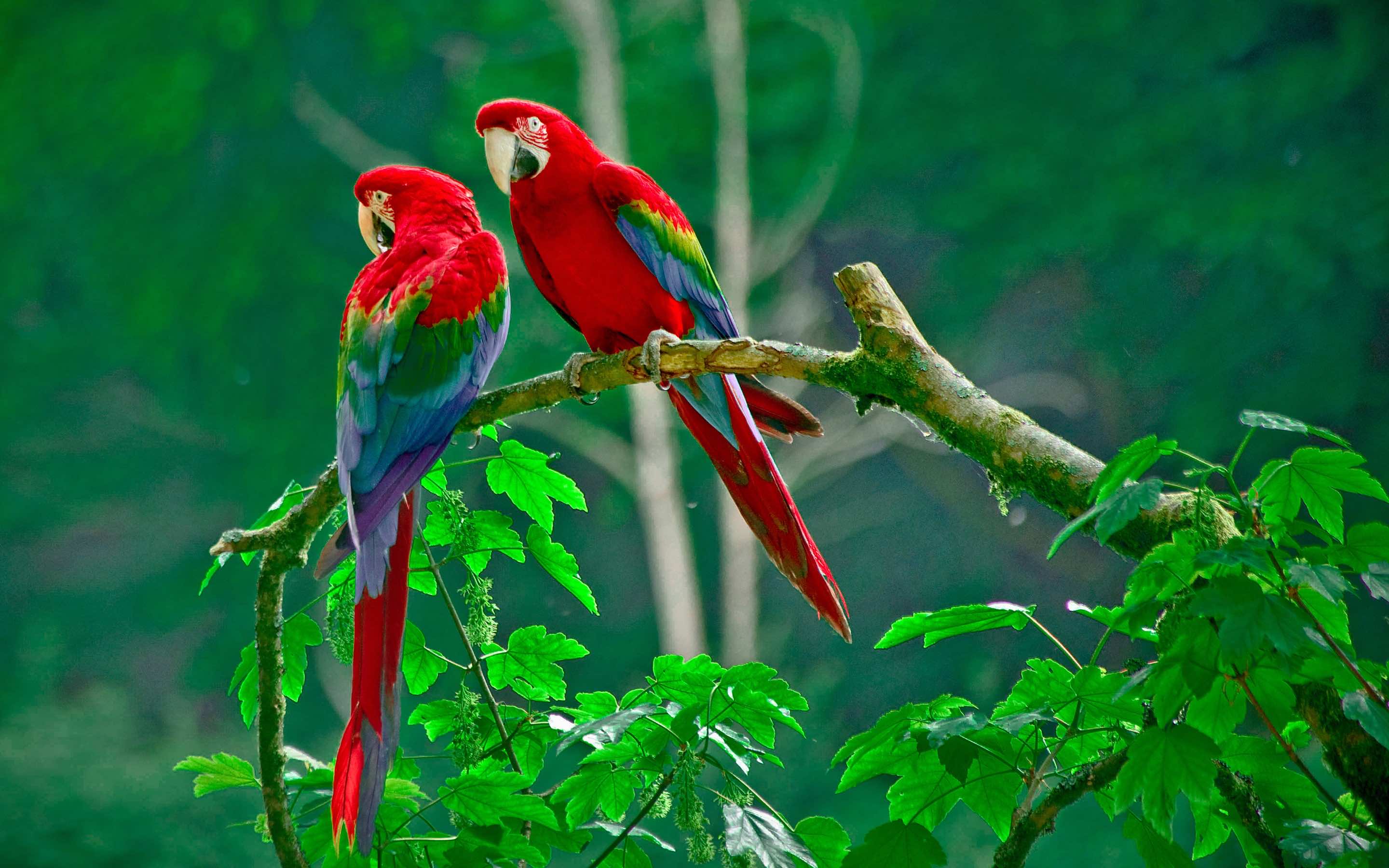 Two vibrant scarlet macaws perched on a branch in a lush green rainforest
