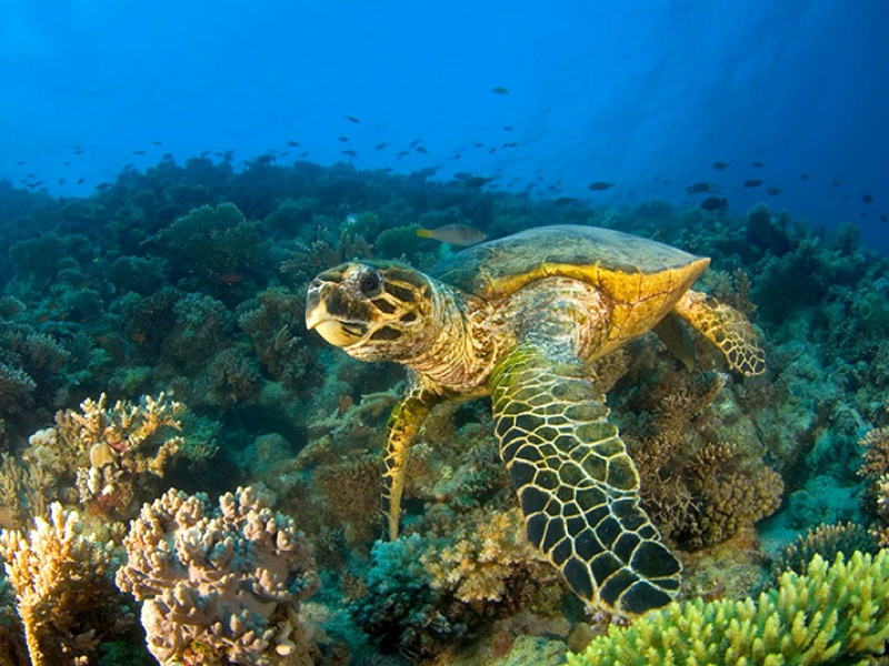 Cool Picture Sea Turtle Wallpaper