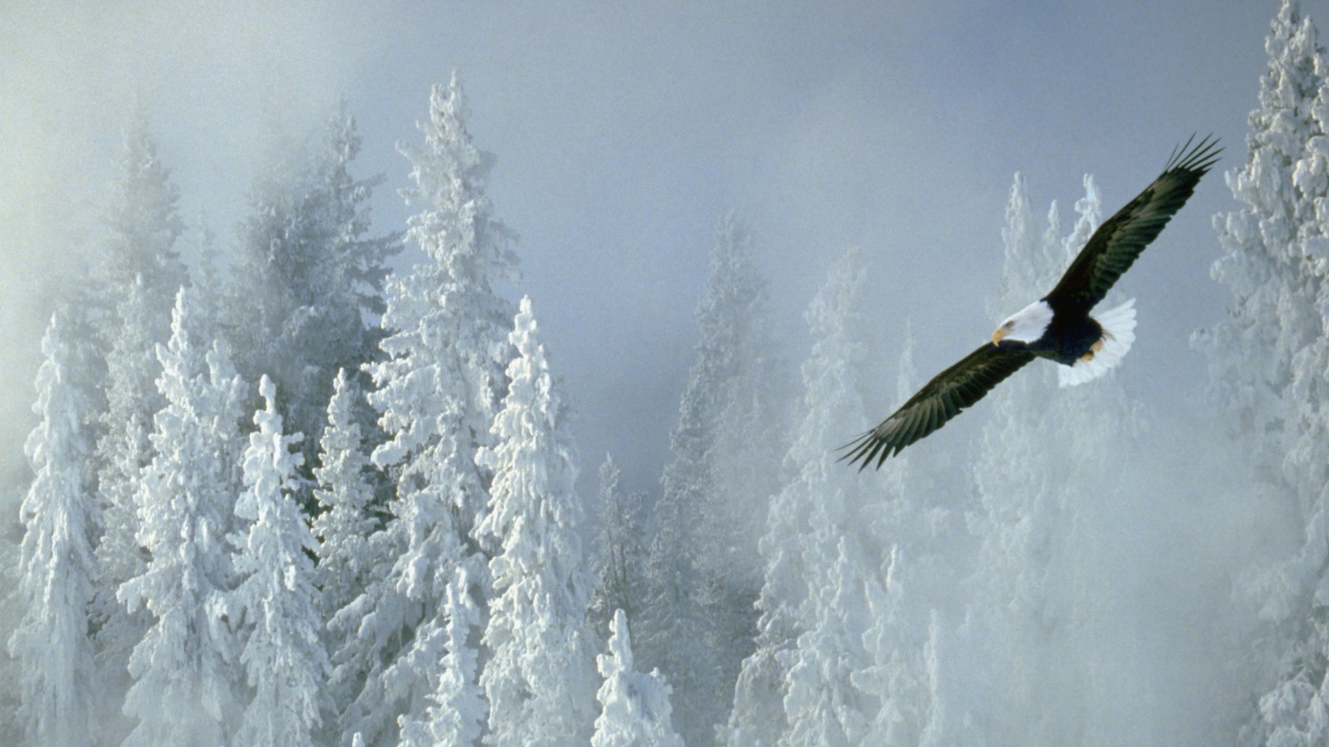 Winter Alaska Bald Eagles Wallpaper