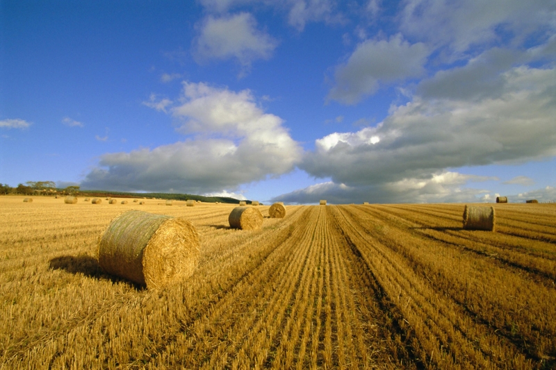 30,000+ Free Agriculture & Farm Images - Pixabay