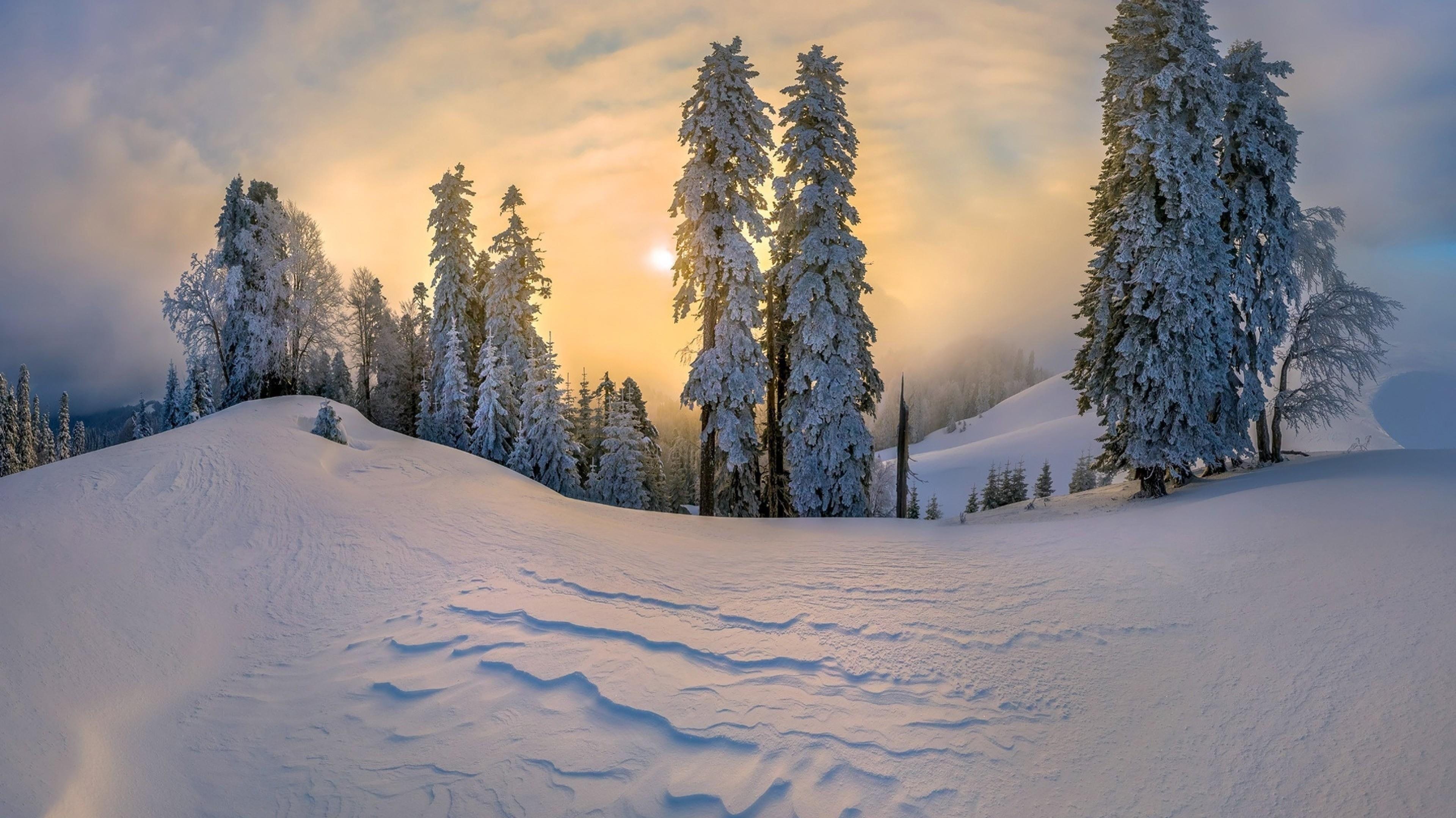 Winter Forest Snow Sun Sunlight Snowy 4k Wallpaper