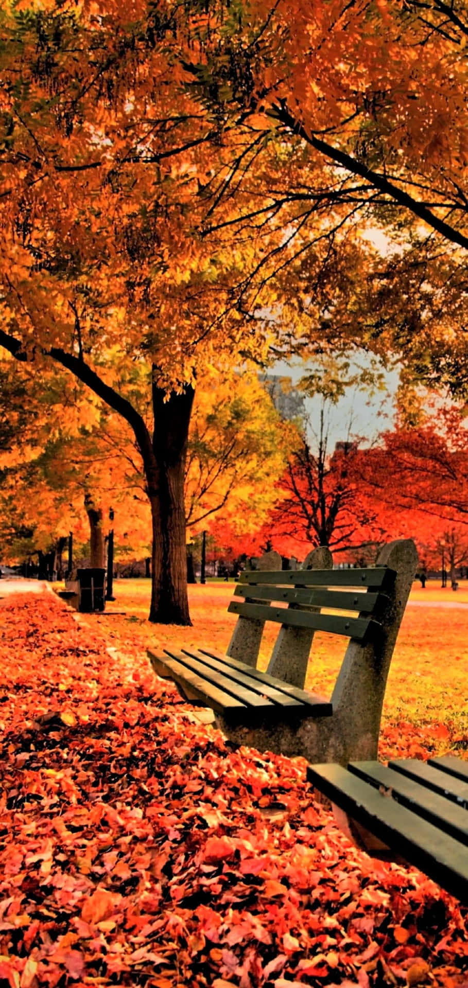 4k Fall Wallpaper