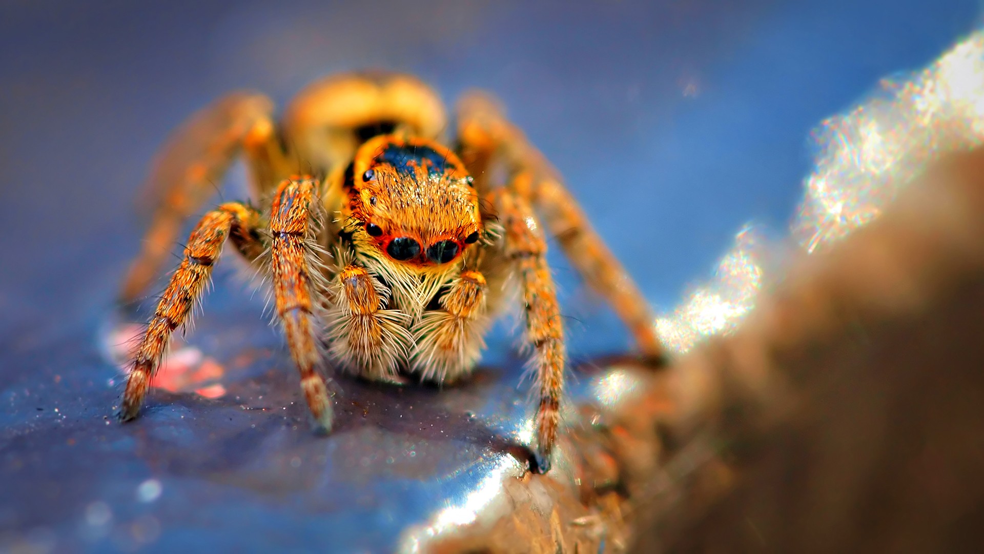 Spider Macro Photography Wallpaper Ongur