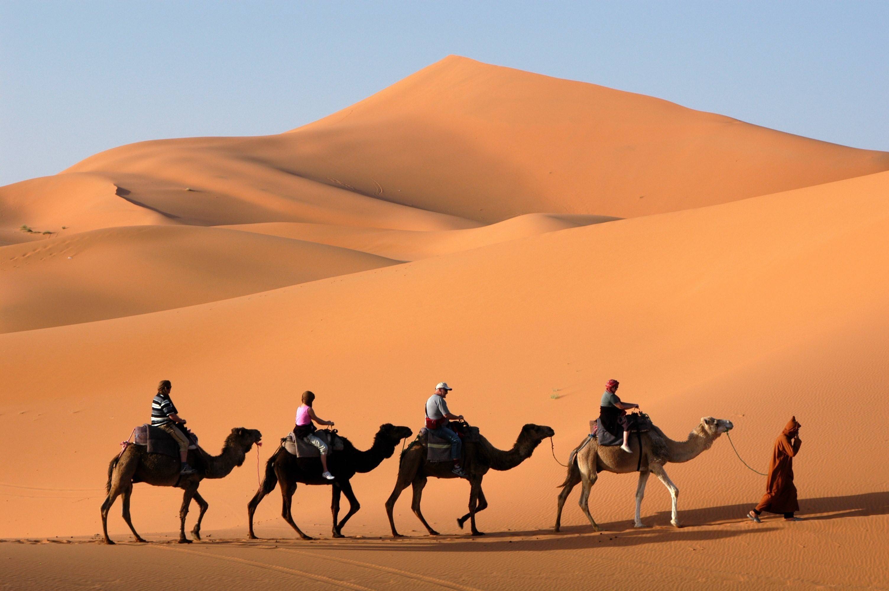 Desert Camel Wallpapers   Top Free Desert Camel Backgrounds