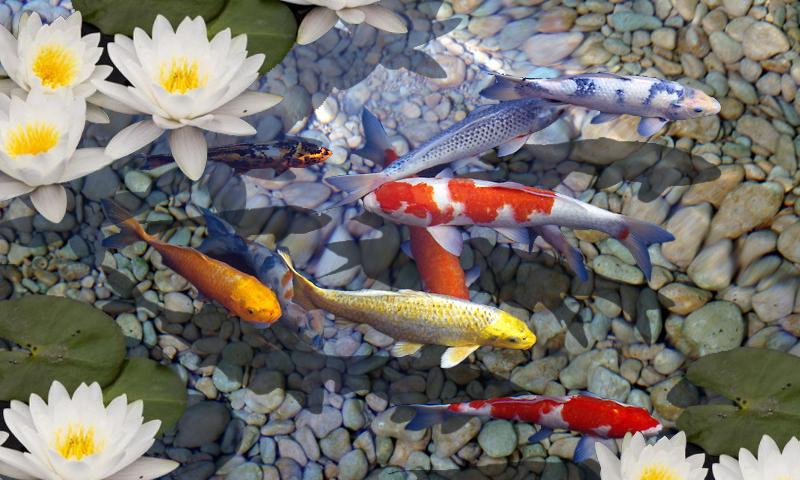 3D Fish Pond Live Wallpaper for android 3D Fish Pond Live Wallpaper