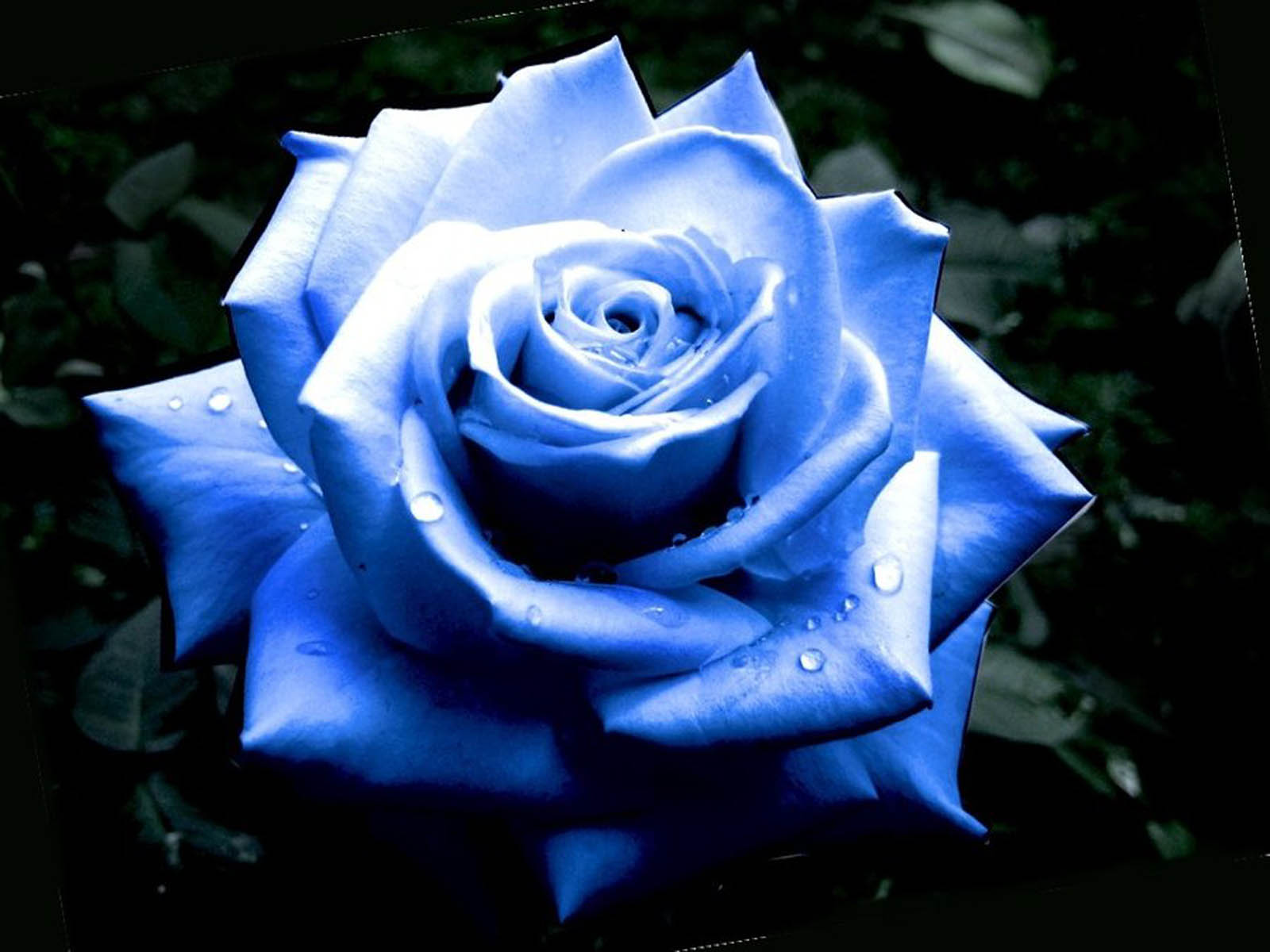 Free download Blue Rose Flowers Beautiful Blue Rose Flower Wallpapers Blue  Rose [1600x1200] for your Desktop, Mobile & Tablet | Explore 47+ Dark Blue  Roses Wallpaper | Dark Blue Wallpapers, Blue Roses