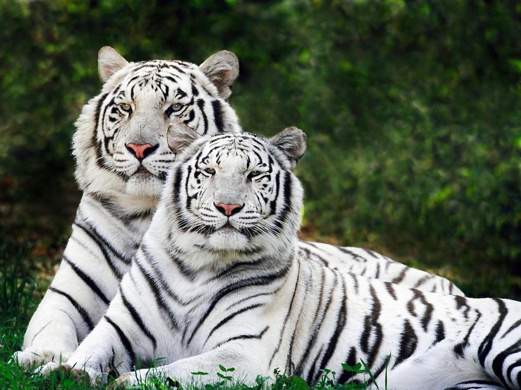 Free download White Bengal Tiger Wallpaper Wallpapers Gallery