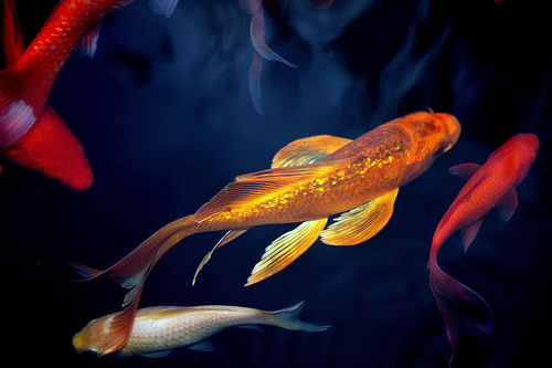 Free download Koi Fish HD Wallpaper for Gadgets 8254 HD Image 500x333 for  Gadget [500x333] for your Desktop, Mobile & Tablet | Explore 34+ HD Koi  Fish Wallpaper | Koi Fish Wallpapers,