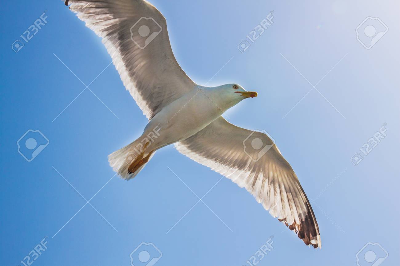 Seagull Background Pattern Stock Photo Picture And Royalty