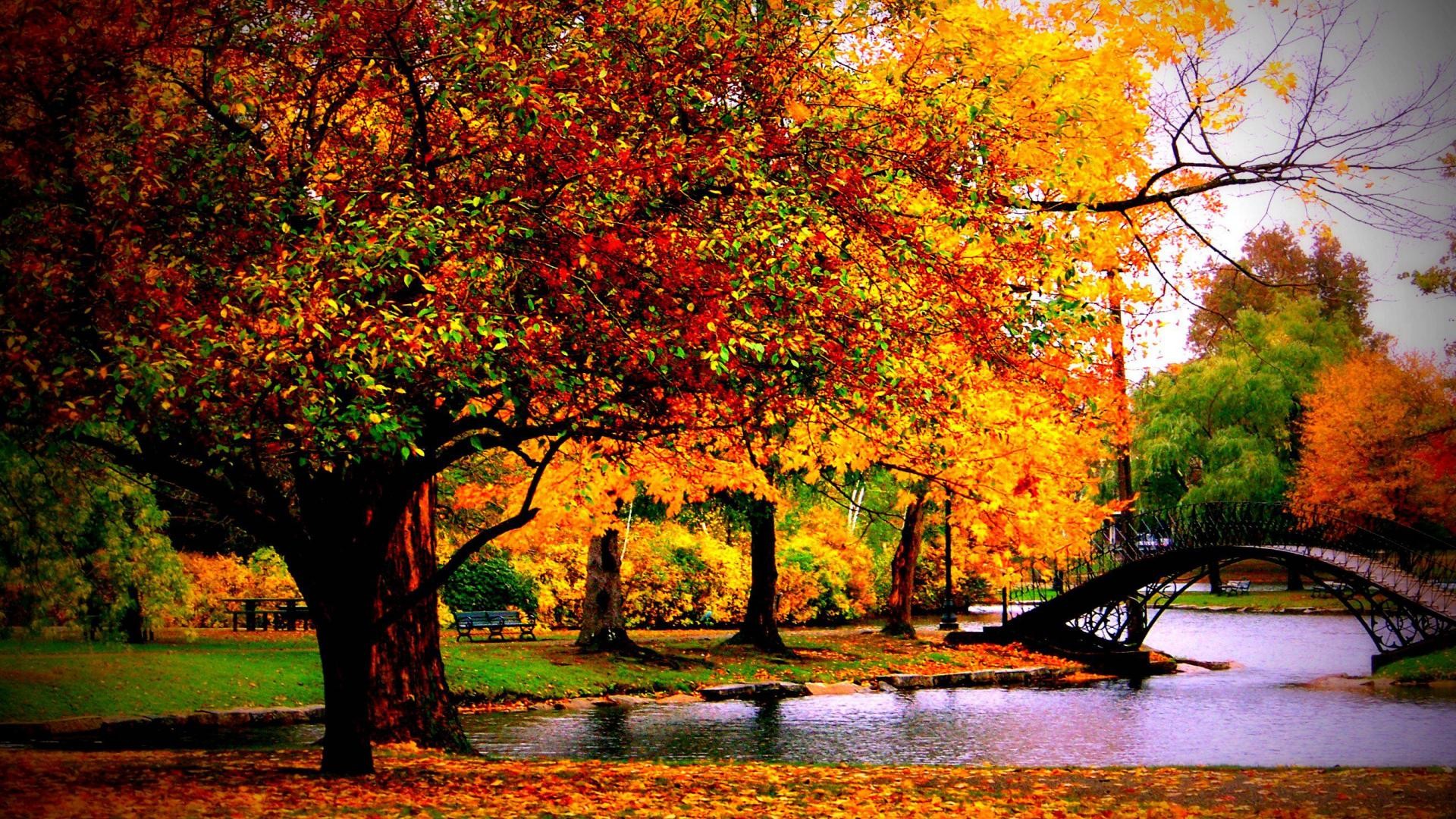 Autumn Wallpaper HD