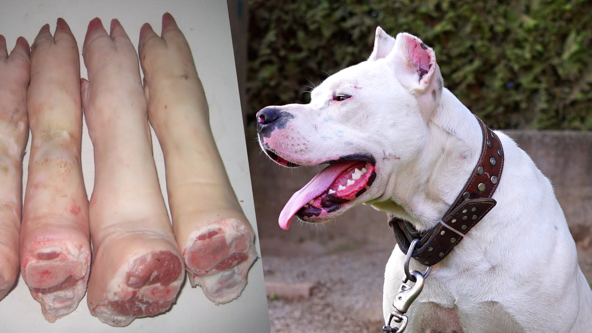 Dogo Argentino Eating Pigs Feet Raw Meat