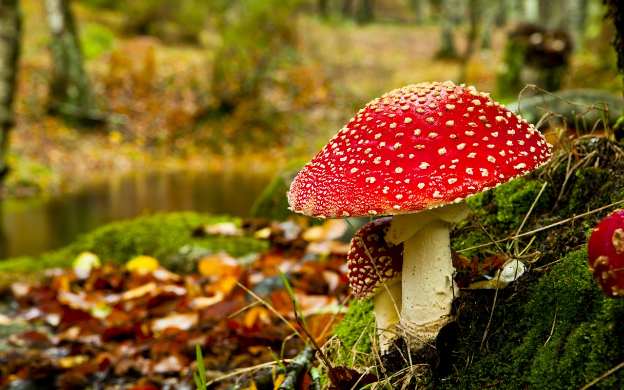 Mushrooms HD Wallpaper