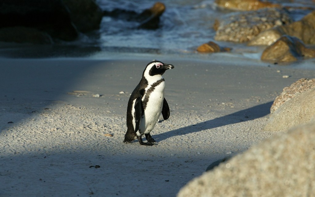 African Penguin Wallpaper Hd