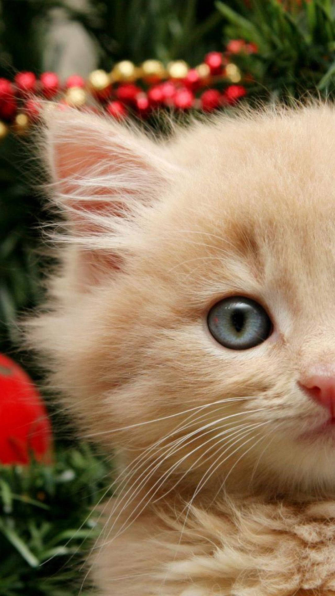 Cat iPhone Wallpaper
