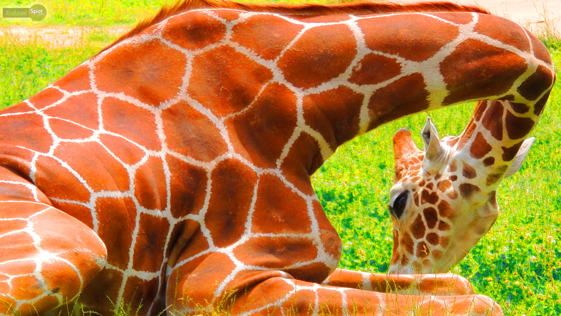 Giraffe Desktop Wallpaper Print