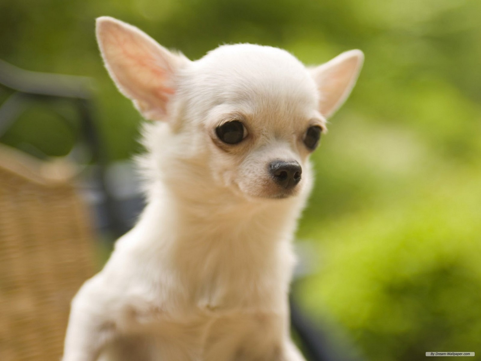 Wallpaper Animal Chihuahua