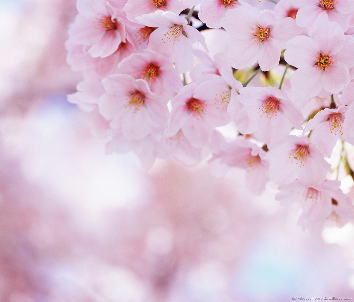 Soft Pink Sakura Flowers Wallpaper For Samsung Galaxy Tab