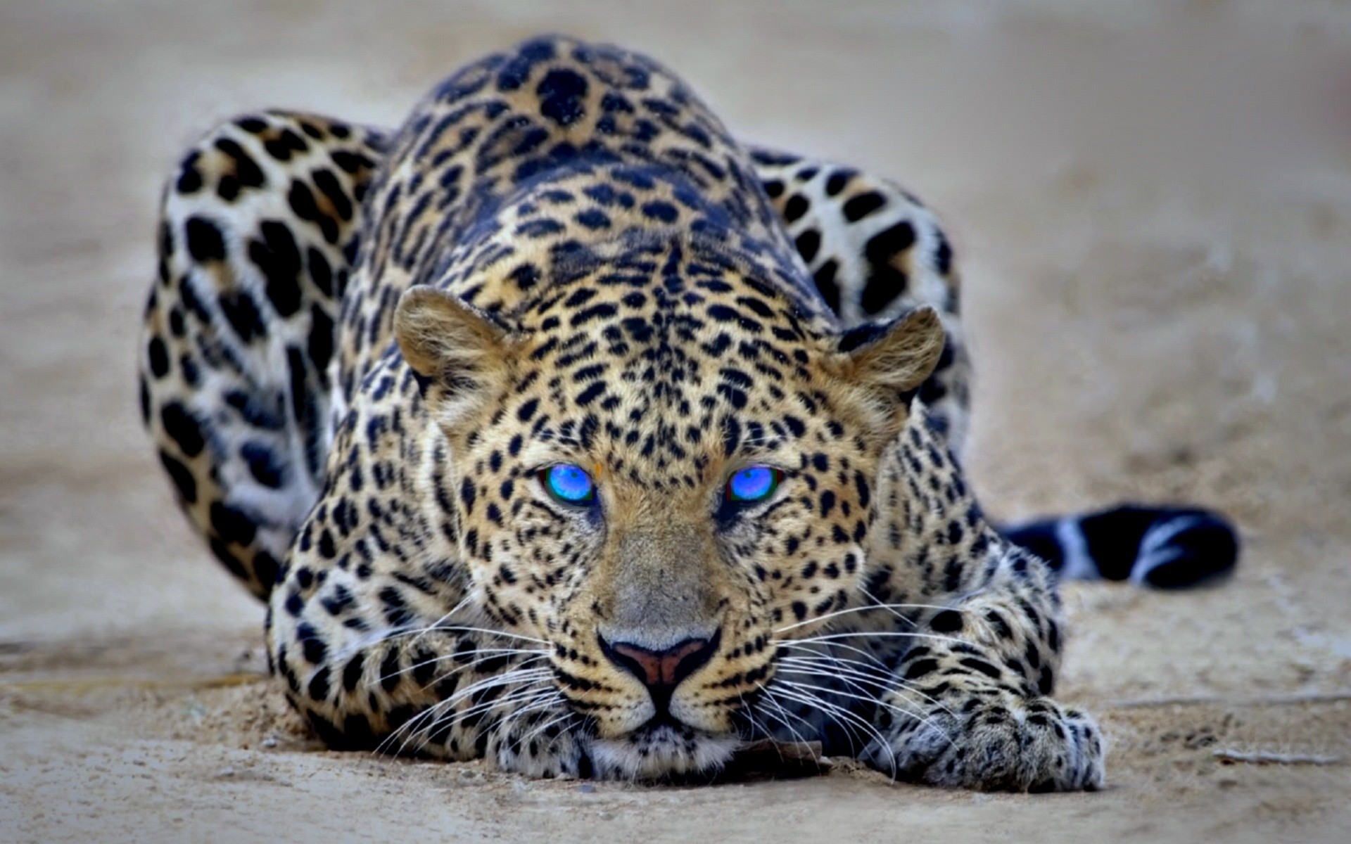 Blue Eyed Cheetah Wallpaper Myspace Background