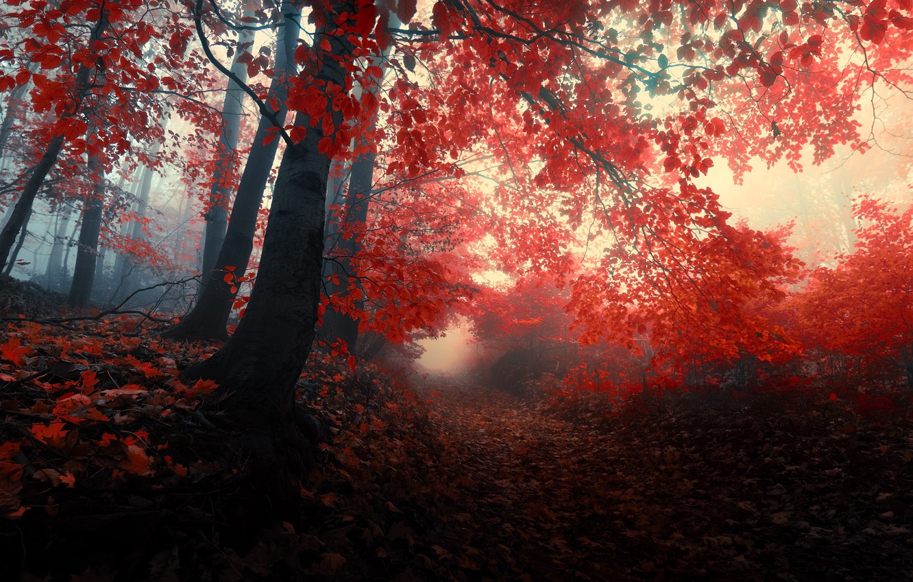 Wallpaper Autumn Forest Leaves Trees Nature Fog Red