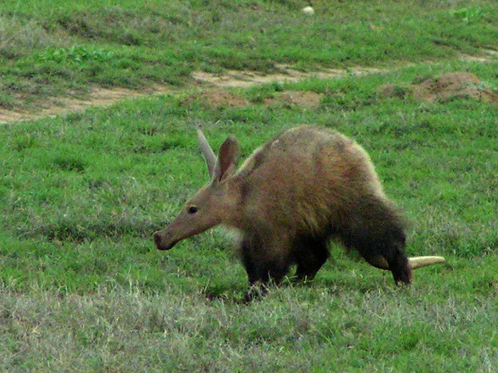 Kitesports Remind Me Of A Big Aardvark Bear With