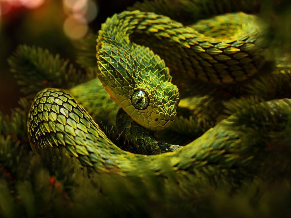 Snake Wallpaper Snake Wallpapers and Pictures Collection