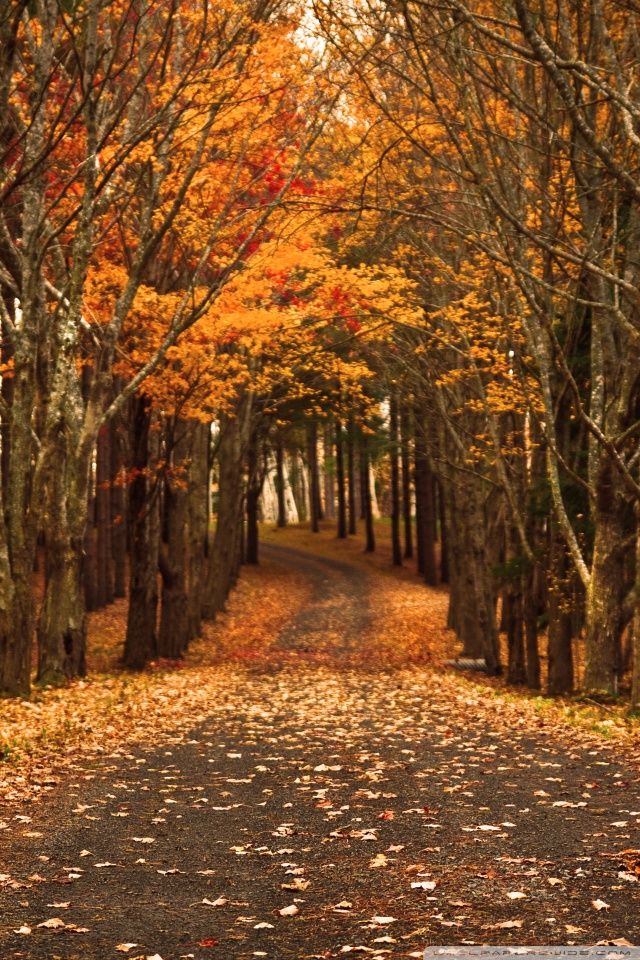 Ideas About Fall Wallpaper iPhone