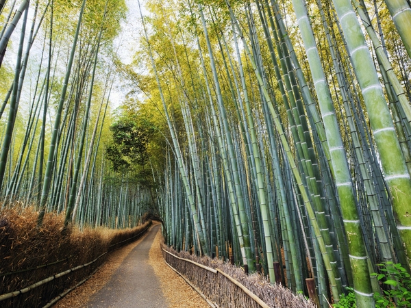 Japan Forest Bamboo Kyoto Wallpaper