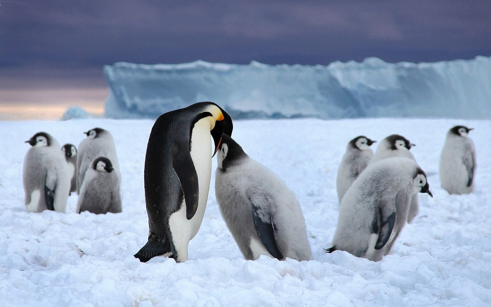 HD Penguins Wallpaper And Photos Animals