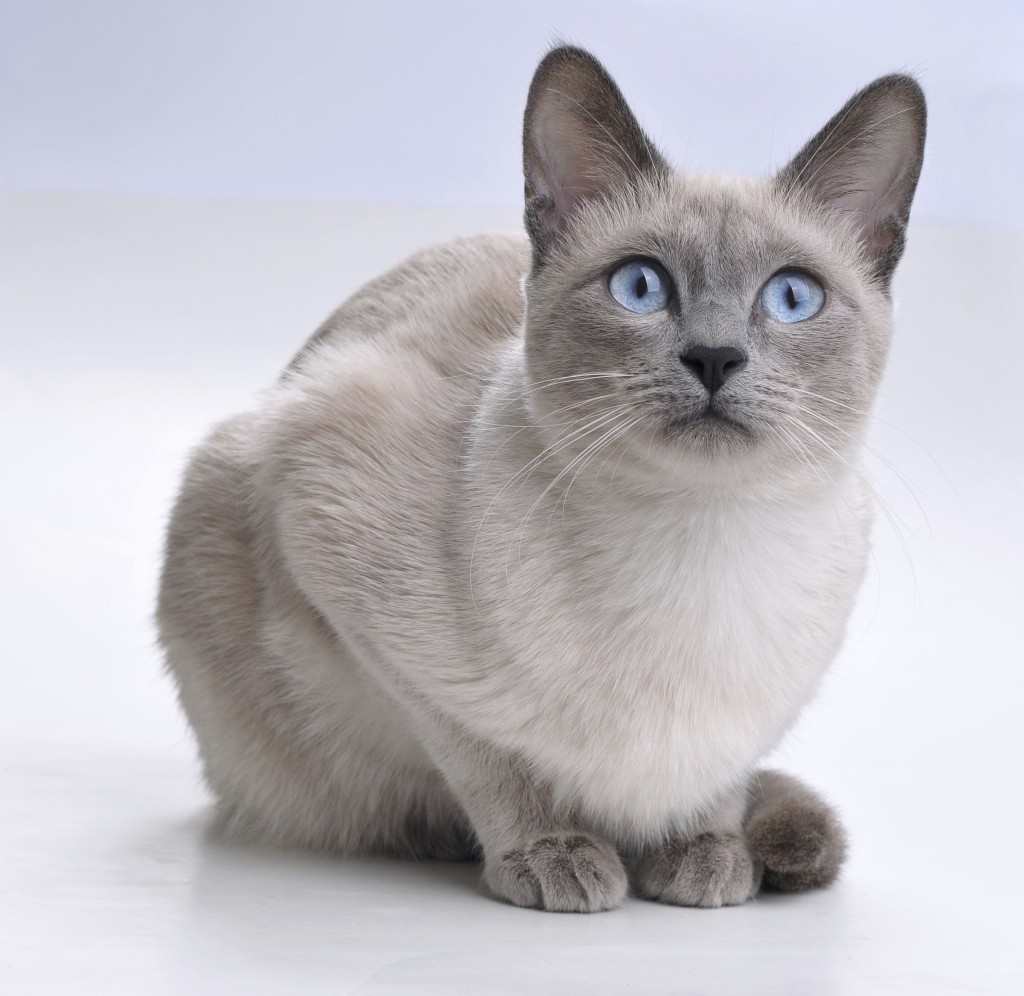 Bonny Siamese Photo And Wallpaper Beautiful Pictures