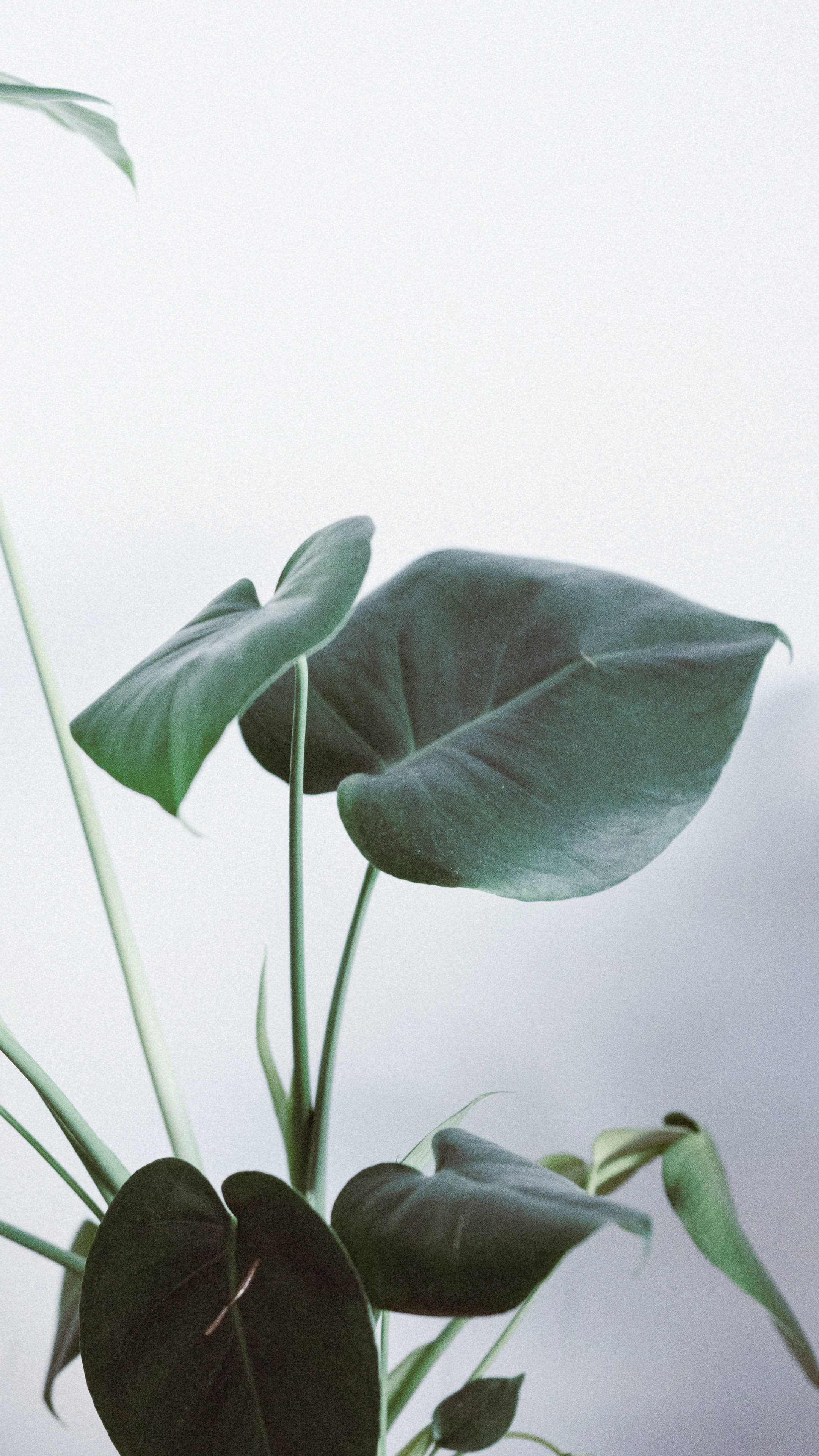 Minimalist Plant Wallpaper