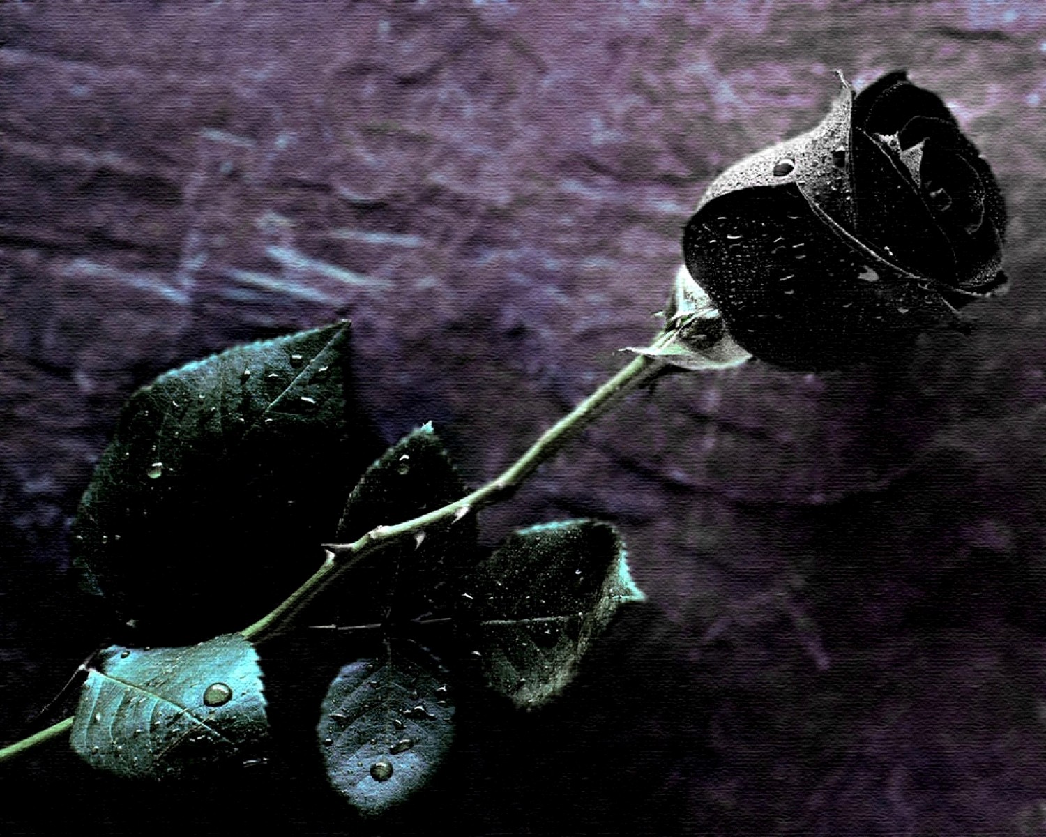 Free download Single Black Rose Wallpaper Wide [1500x1200] for your