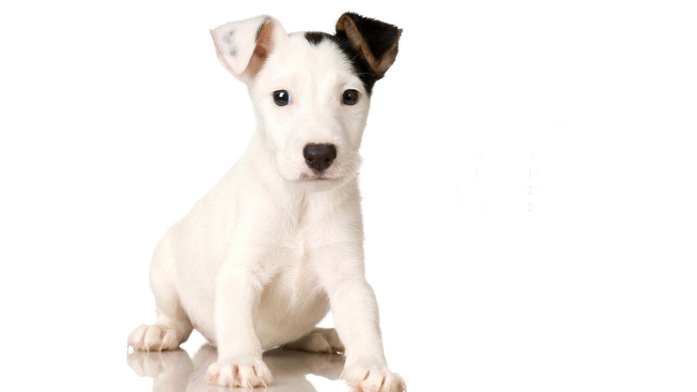 Wallpaper Spot White Puppy Jack Russell Terrier Dog Photo On The
