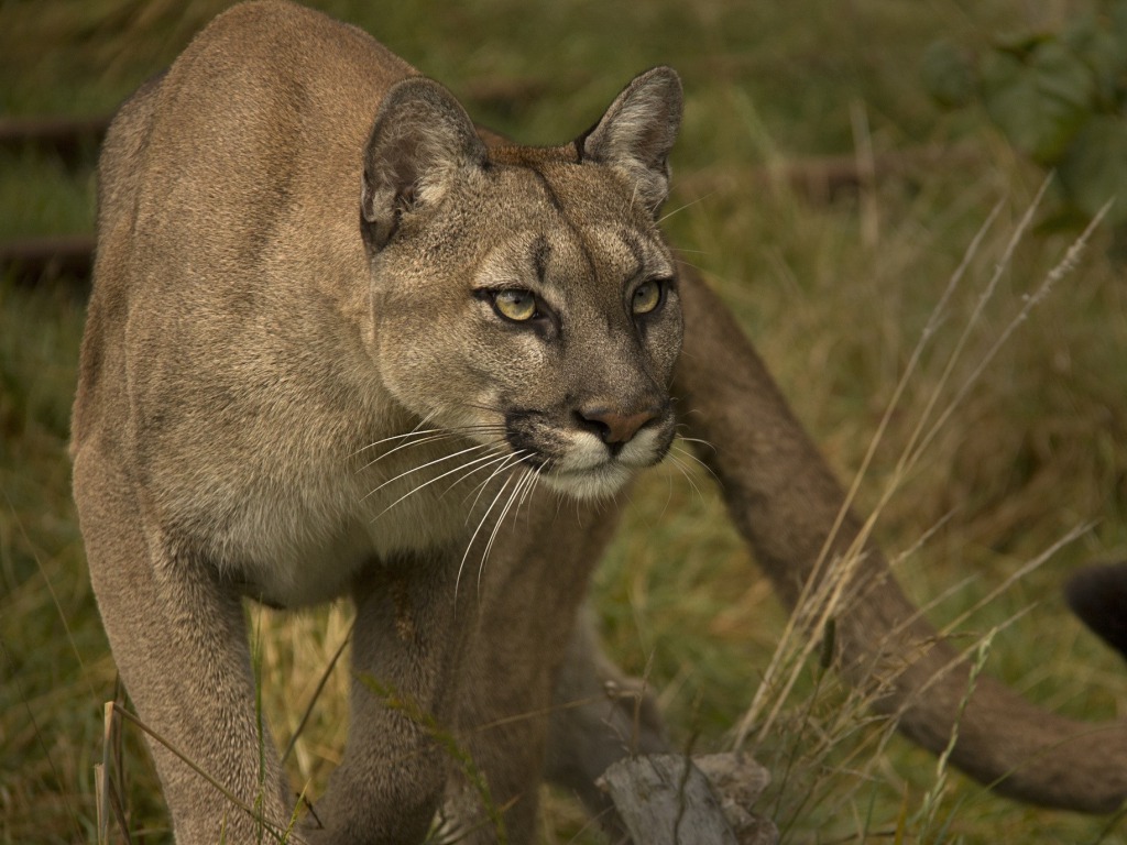 Cougar Puma HD Wallpapers Pictures Images Backgrounds