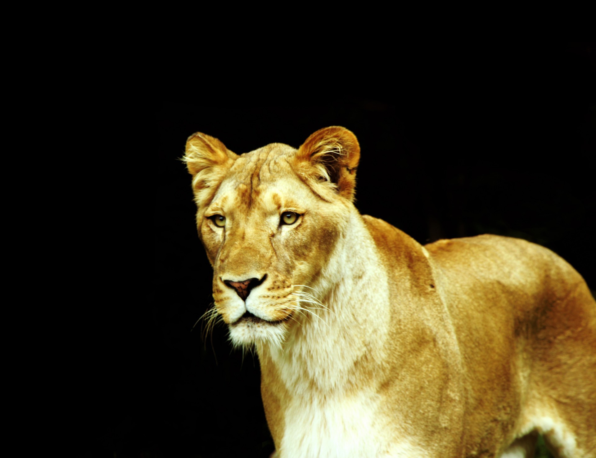 Lioness Lion Big Cat Feline Africa Photo From Needpix
