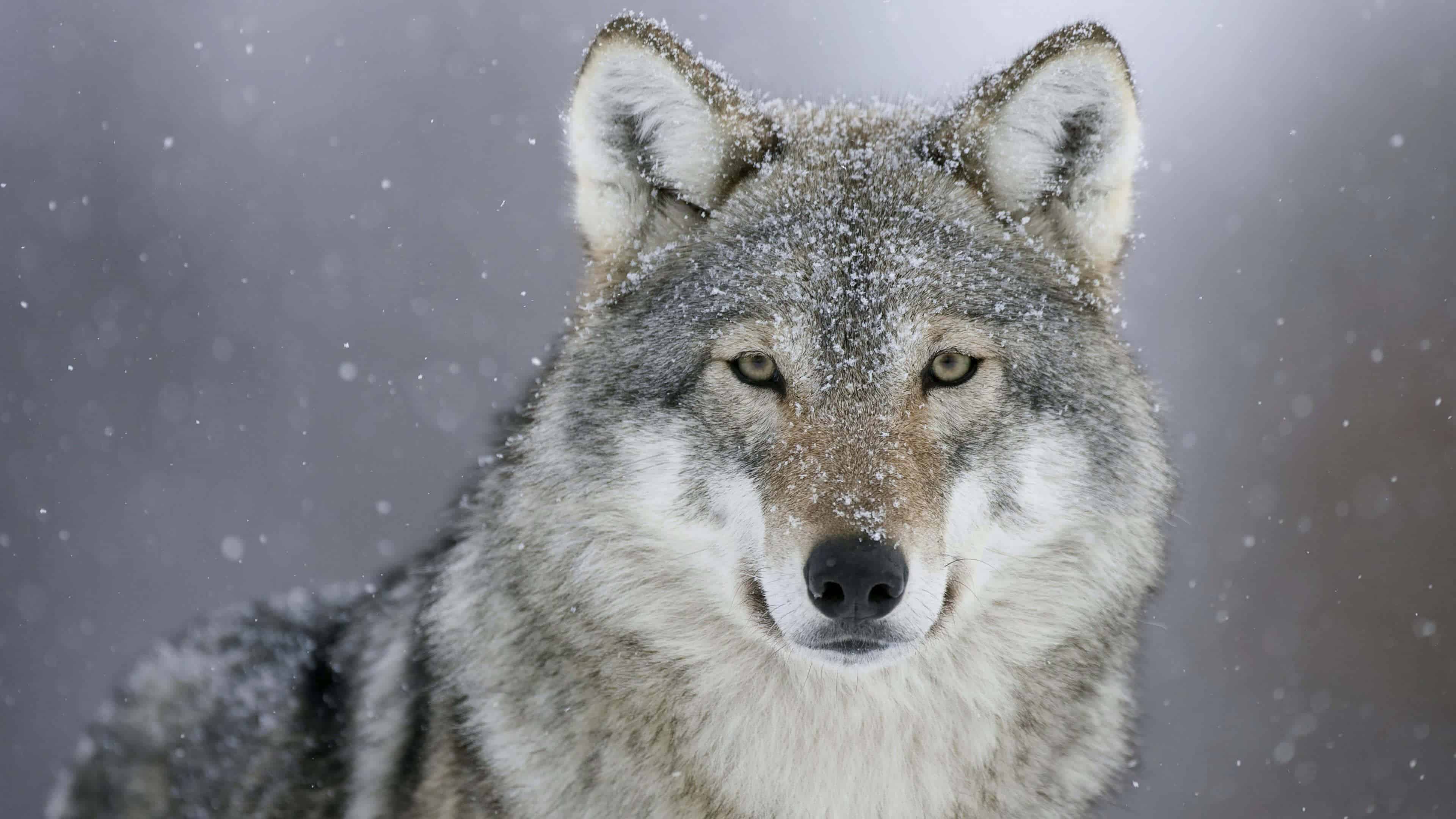 A majestic wolf with snow-dusted fur, staring intently at the viewer against a backdrop of falling snow