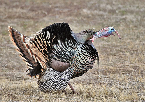 Wild Turkey Photos Pictures