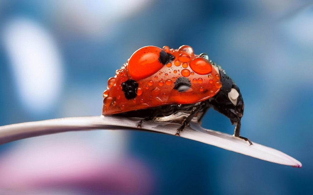 Cute Ladybug Wallpaper For Desktop