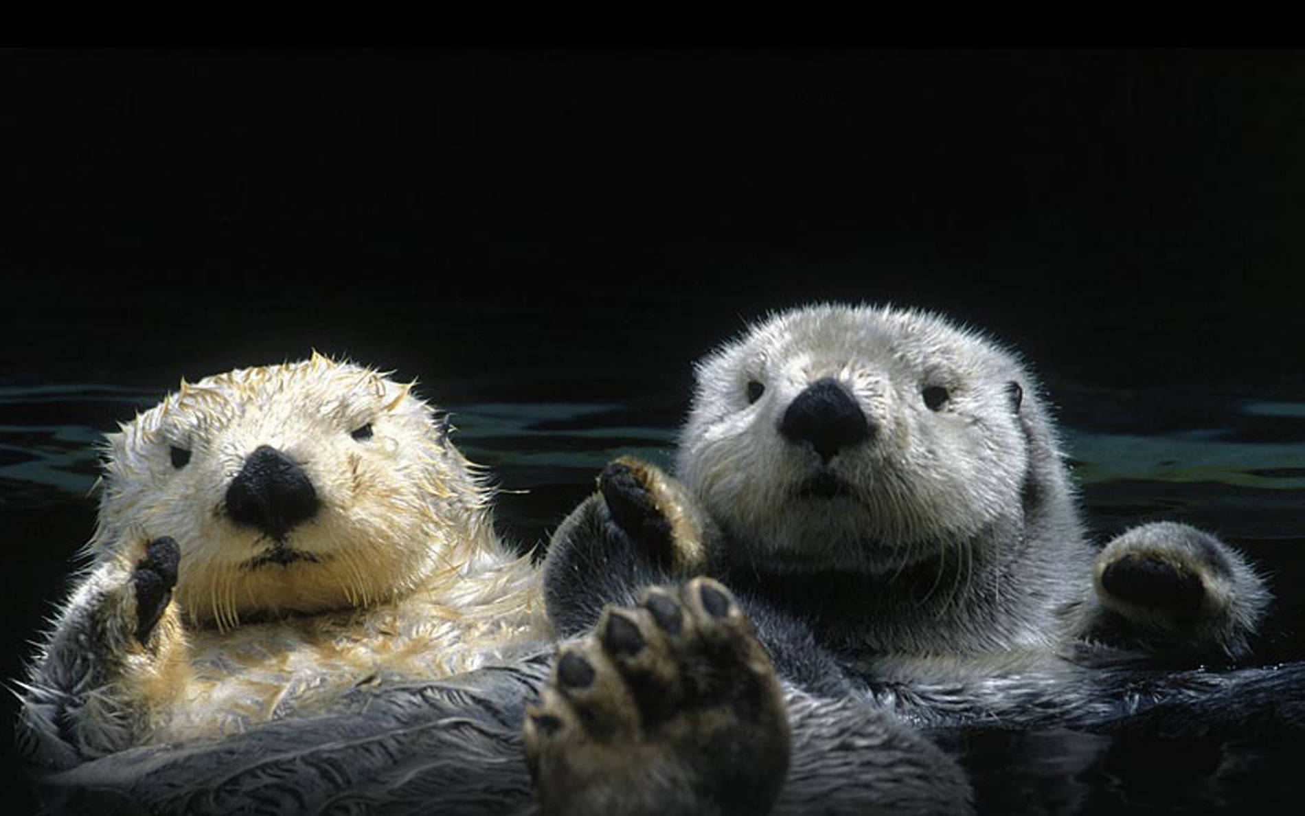 Animals Otters Wallpaper