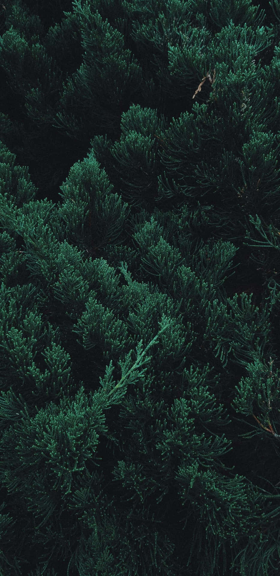 Trees iPhone Wallpaper