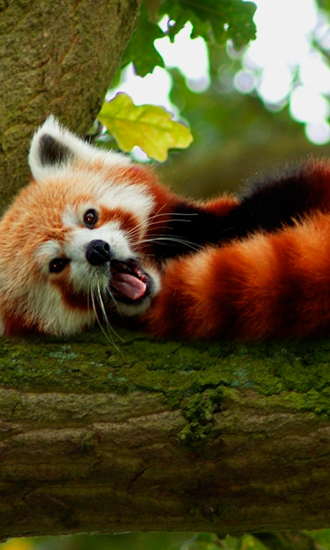 Red Panda HD Live Wallpaper For Android