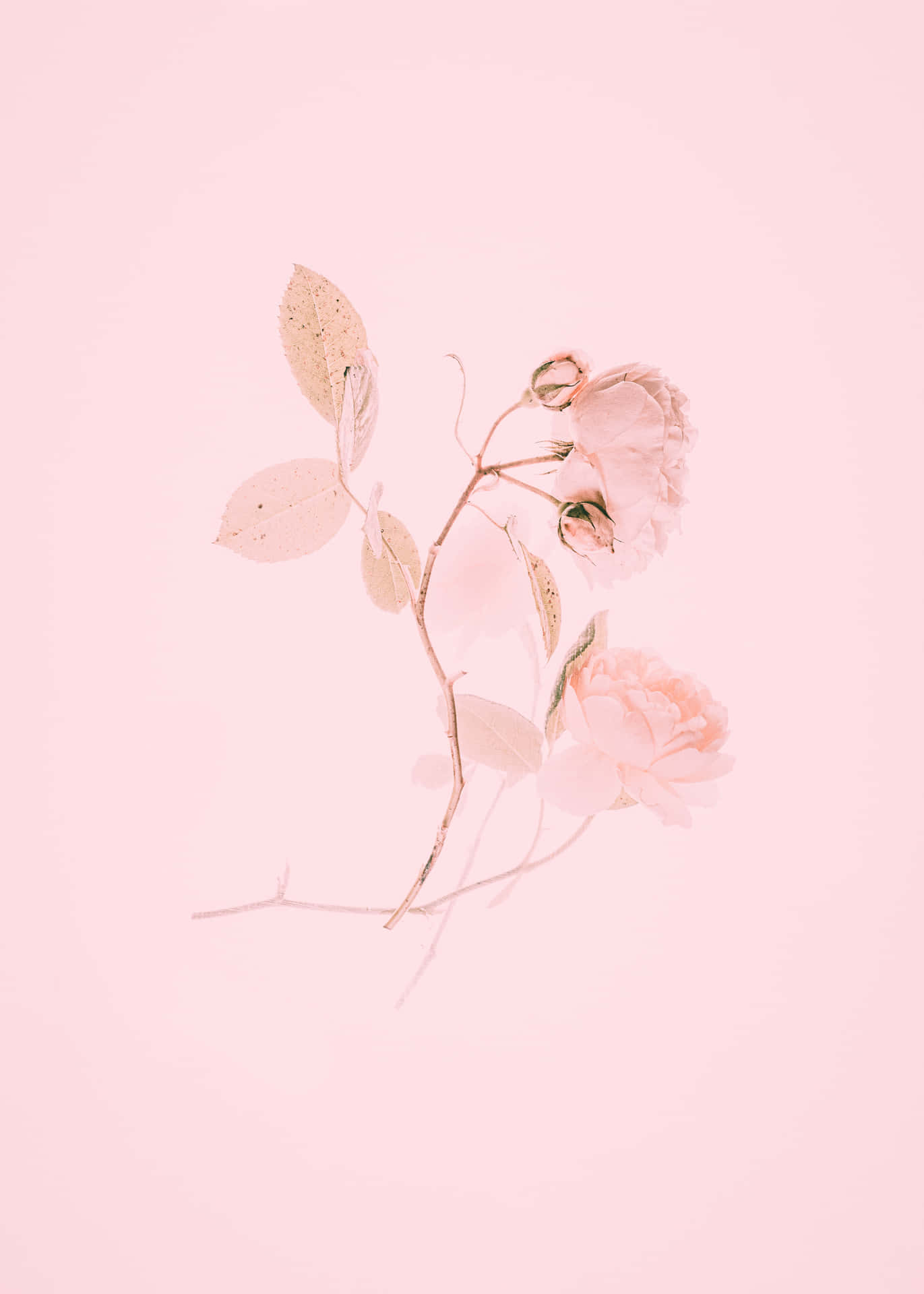 Aesthetic Baby Pink Wallpaper