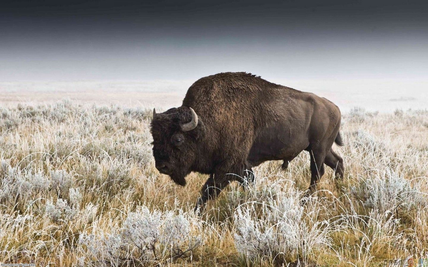 American Buffalo Pictures Bison Wallpaper