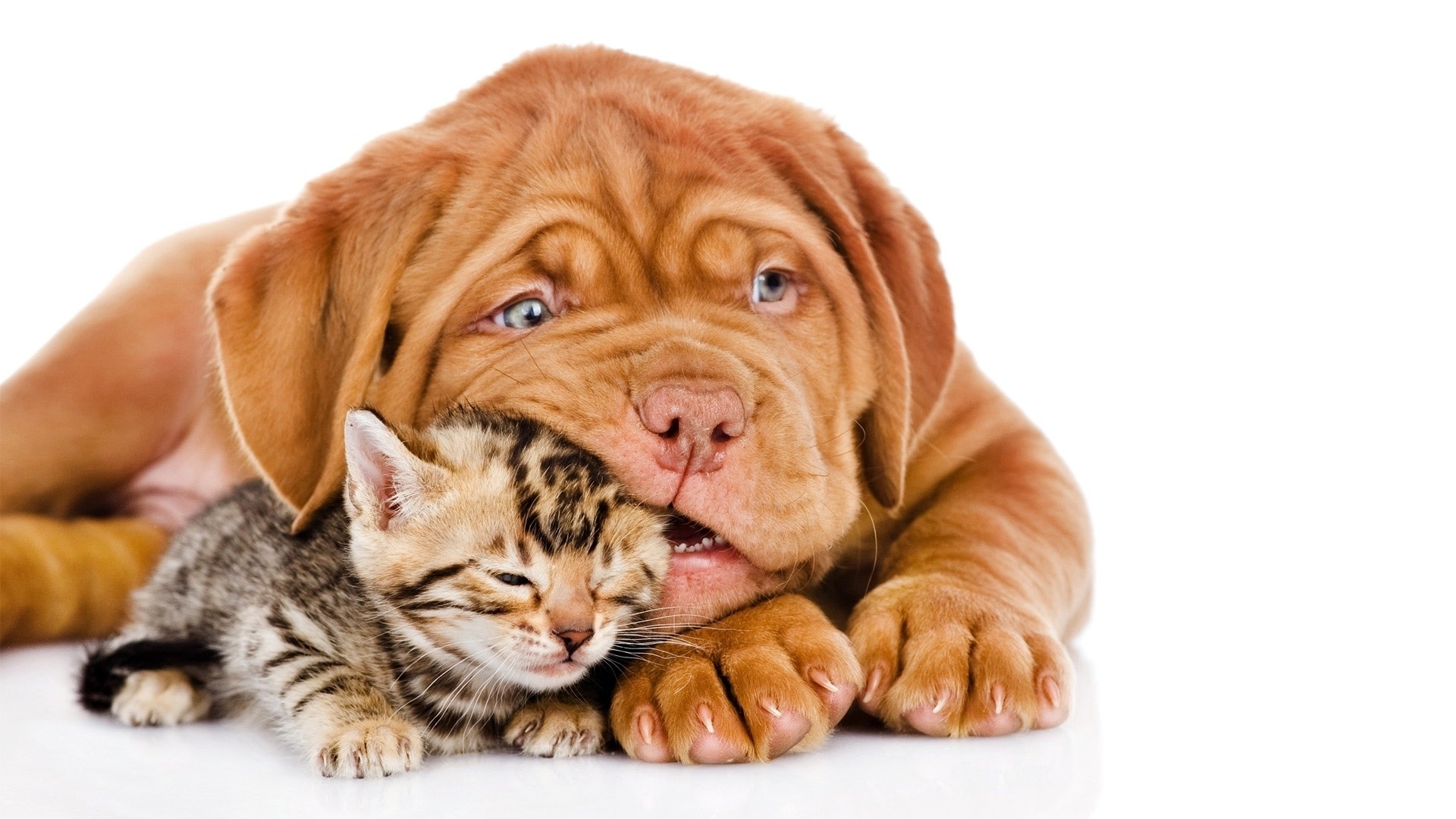 Wallpaper For HD Cute Dog And Cat Friends Dogs Cats