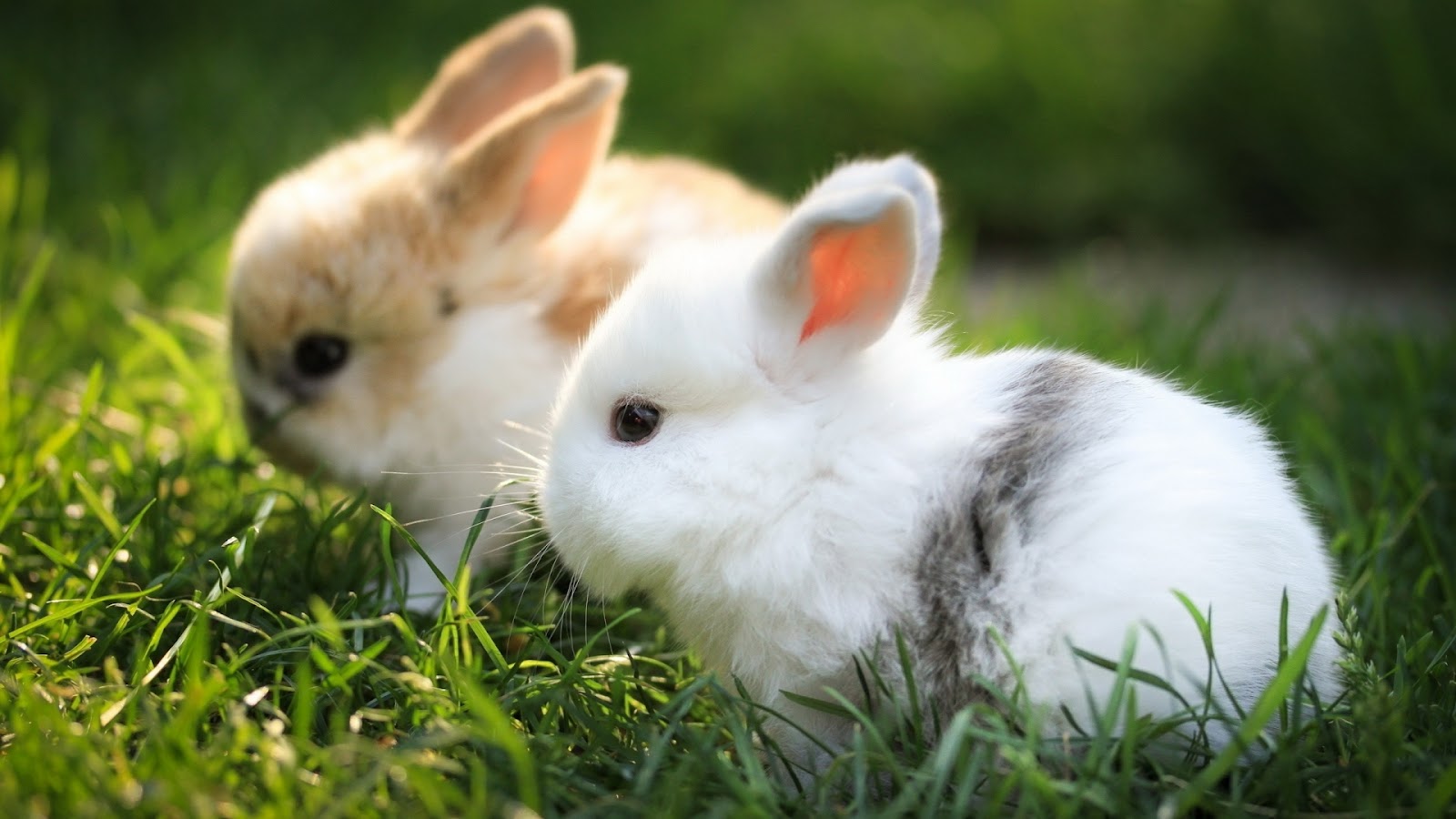 Cute Baby Rabbits HD Wallpaper Background Image