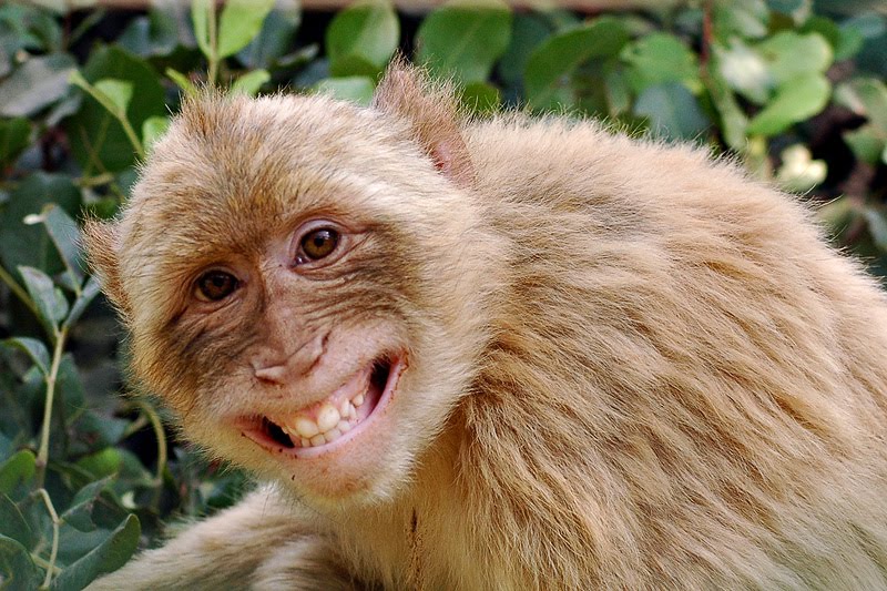 Wallpaper Animal HD Cute Baby Monkey Pictures Smiling