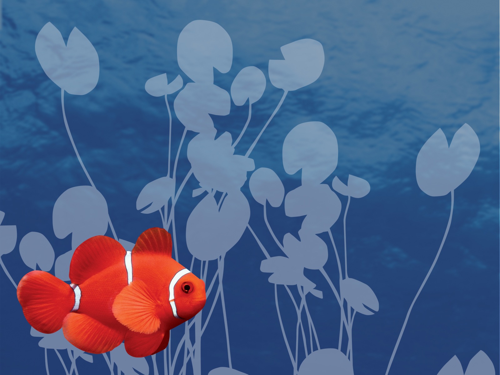 Wallpaper Db Clownfish Background