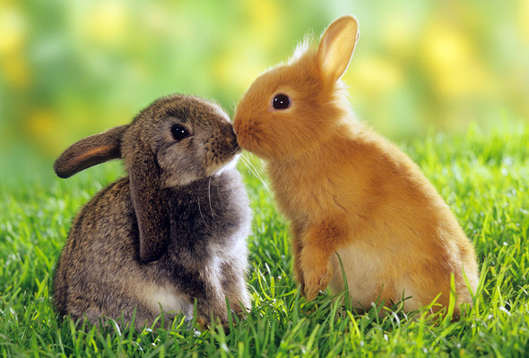 Wallpaper Rabbit Hare Grass Kiss Desktop Animals