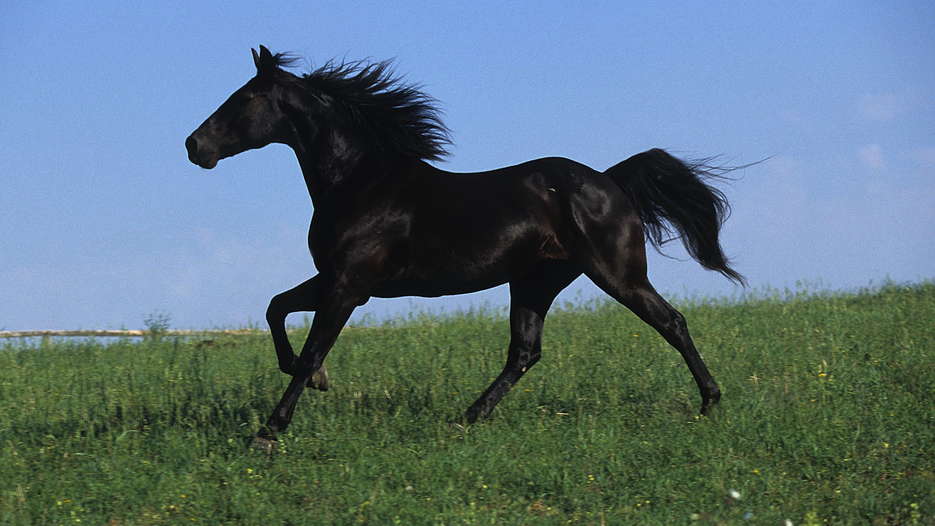 Black Horse Background Wallpaper HD