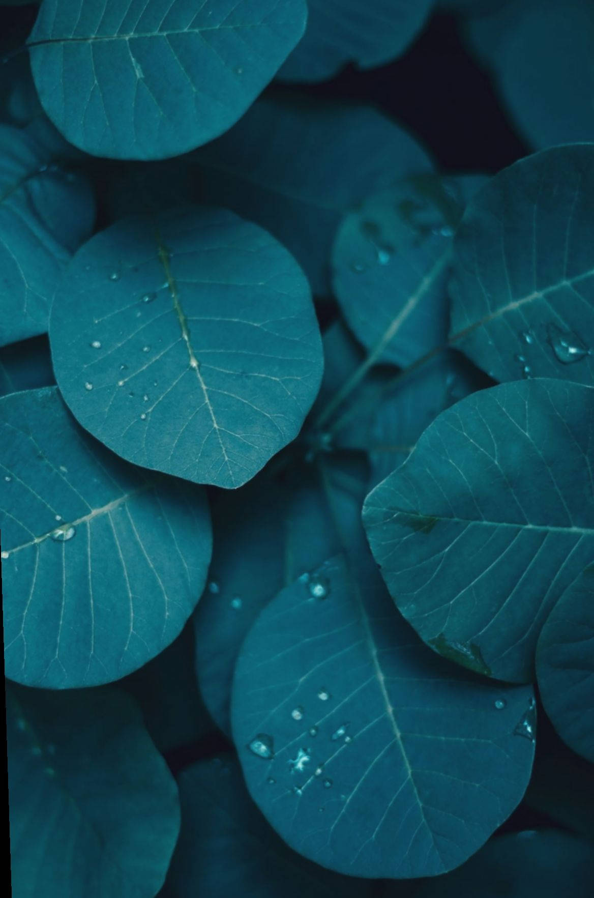 Leaves iPhone Background Wallpaper