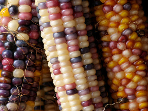 Cob Harvest Wallpaper Background Corn Desktop Texture Food Click To